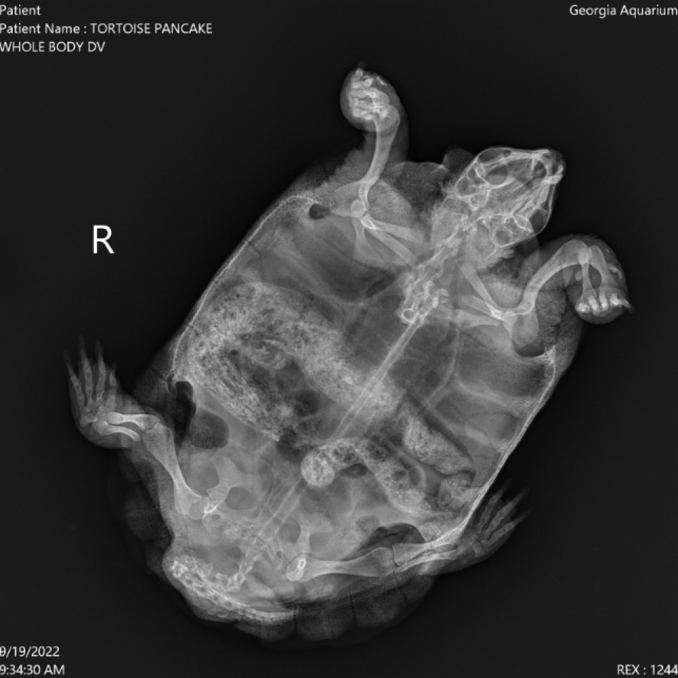Peak Inside the Scales with Reptile XRays Nature and Wildlife
